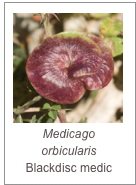 ￼Medicago orbicularis
Blackdisc medic