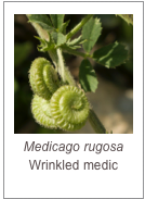 ￼Medicago rugosa 
Wrinkled medic