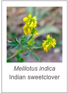 ￼Melilotus indica 
Indian sweetclover
