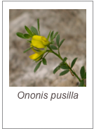 ￼Ononis pusilla 
