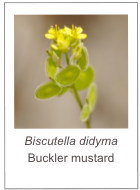 Biscutella didyma
Buckler mustard