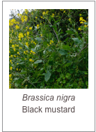 Brassica nigra
Black mustard