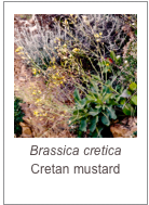 Brassica cretica
Cretan mustard