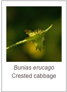 Bunias erucago
Crested cabbage
