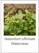 Nasturtium officinale
Watercress