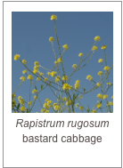 Rapistrum rugosum
bastard cabbage