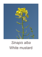 Sinapis alba
White mustard