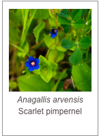 ￼Anagallis arvensis
Scarlet pimpernel