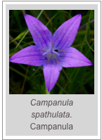 ￼Campanula spathulata.
Campanula
