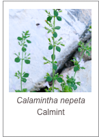 ￼Calamintha nepeta
Calmint