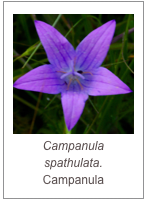 ￼Campanula spathulata.
Campanula