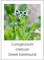 ￼Cynoglossum creticum
Greek horehound