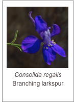 ￼Consolida regalis
Branching larkspur