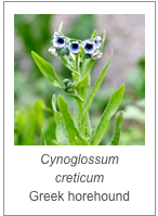 ￼Cynoglossum creticum
Greek horehound