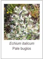 ￼Echium italicum
Pale buglos