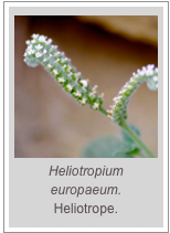 ￼Heliotropium europaeum.
Heliotrope.
