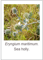 ￼Eryngium maritimum.
Sea holly.