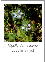 ￼Nigella damascena
Love-in-a-mist