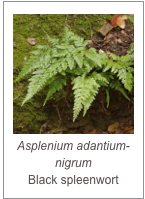 ￼Asplenium adantium-nigrum 
Black spleenwort