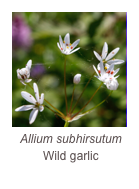 ￼Allium subhirsutum 
Wild garlic