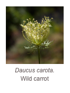 ￼Daucus carota.
Wild carrot