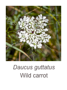 ￼Daucus guttatus
Wild carrot