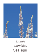 ￼Drimia
numidica
Sea squill