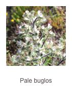 ￼Echium italicum
Pale buglos