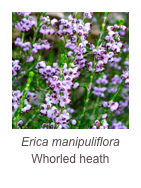 ￼Erica manipuliflora
Whorled heath