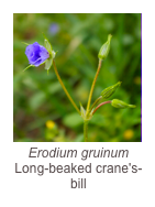 ￼Erodium gruinum
Long-beaked crane's-bill