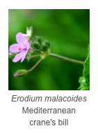 ￼Erodium malacoides
Mediterranean crane's bill