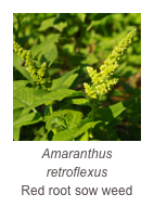 ￼Amaranthus retroflexus
Red root sow weed