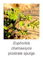 ￼Euphorbia chamaesyce
prostrate spurge