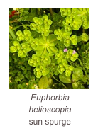￼Euphorbia helioscopia
sun spurge