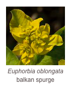 ￼Euphorbia oblongata
balkan spurge