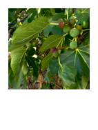 ￼Ficus carica
Fig tree