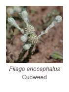 ￼Filago eriocephalus
Cudweed