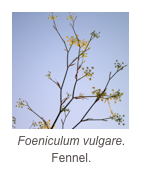 ￼Foeniculum vulgare.
Fennel.
