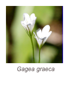 ￼Gagea graeca

