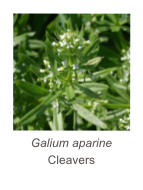 ￼Galium aparine
Cleavers