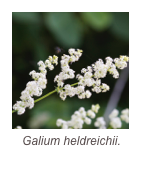 ￼Galium heldreichii.
