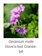 ￼Geranium molle
Dove's-foot Cranes-bill