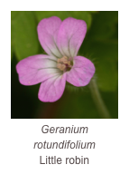 ￼Geranium rotundifolium
Little robin