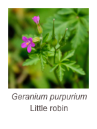 ￼Geranium purpurium
Little robin