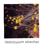 ￼Helichrysum stoechas
