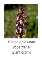 ￼Himantoglossum robertiana
Giant orchid