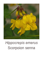 ￼Hippocrepis emerus
Scorpoion senna