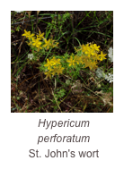 ￼Hypericum perforatum
St. John's wort