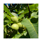 ￼Juglans regia
Walnut