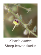 ￼Kickxia elatine
Sharp-leaved fluellin